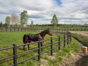 En mörkbrun häst med rött och svart täcke står i en hage med ett svart staket.