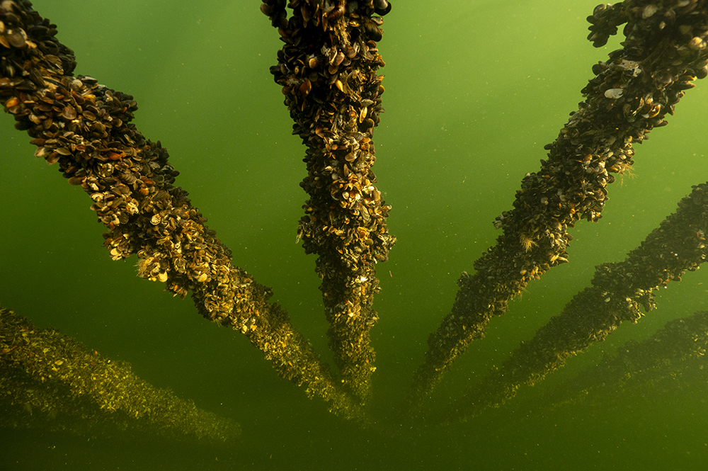 Sex rep med hundratals små musslor sträcker sig som en solfjäder över bilden. Musslorna sitter tätt och fyller ut varje millimeter av repens yta. Vattnet är mörkt grönt i botten och blir ljusare grönt längre upp.